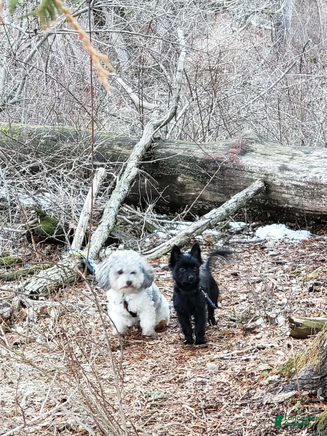 Yorkiepoo dogs for sale: Bosun - Ad 12