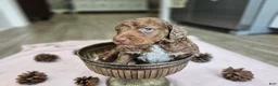 Standard Poodle dogs for sale: Dax - Ad 4