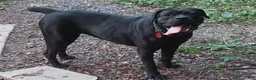 Cane Corso dogs for sale: Bella - Ad 9