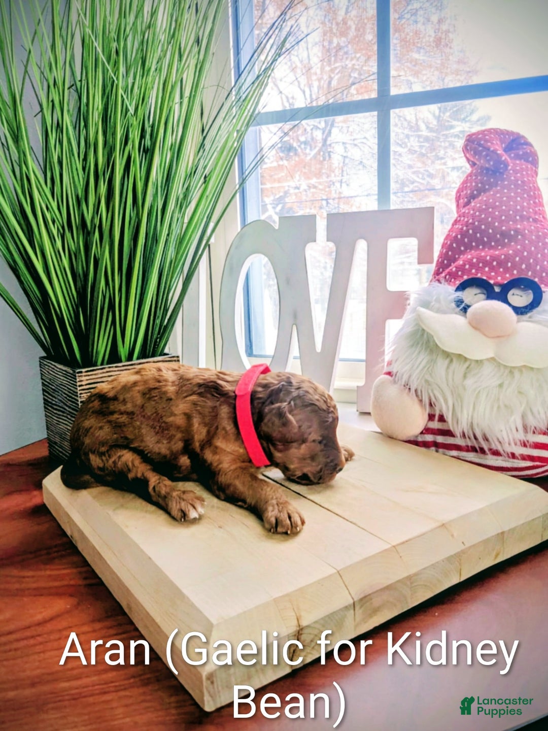 Mixed Breed dogs for sale: Golden Mountain Doodle Puppy 2 - Ad 6