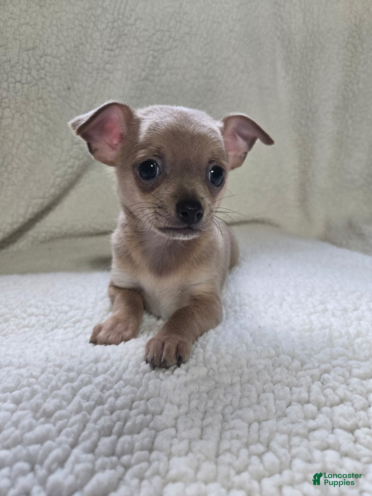 Chihuahua dogs Bear - Ad 2