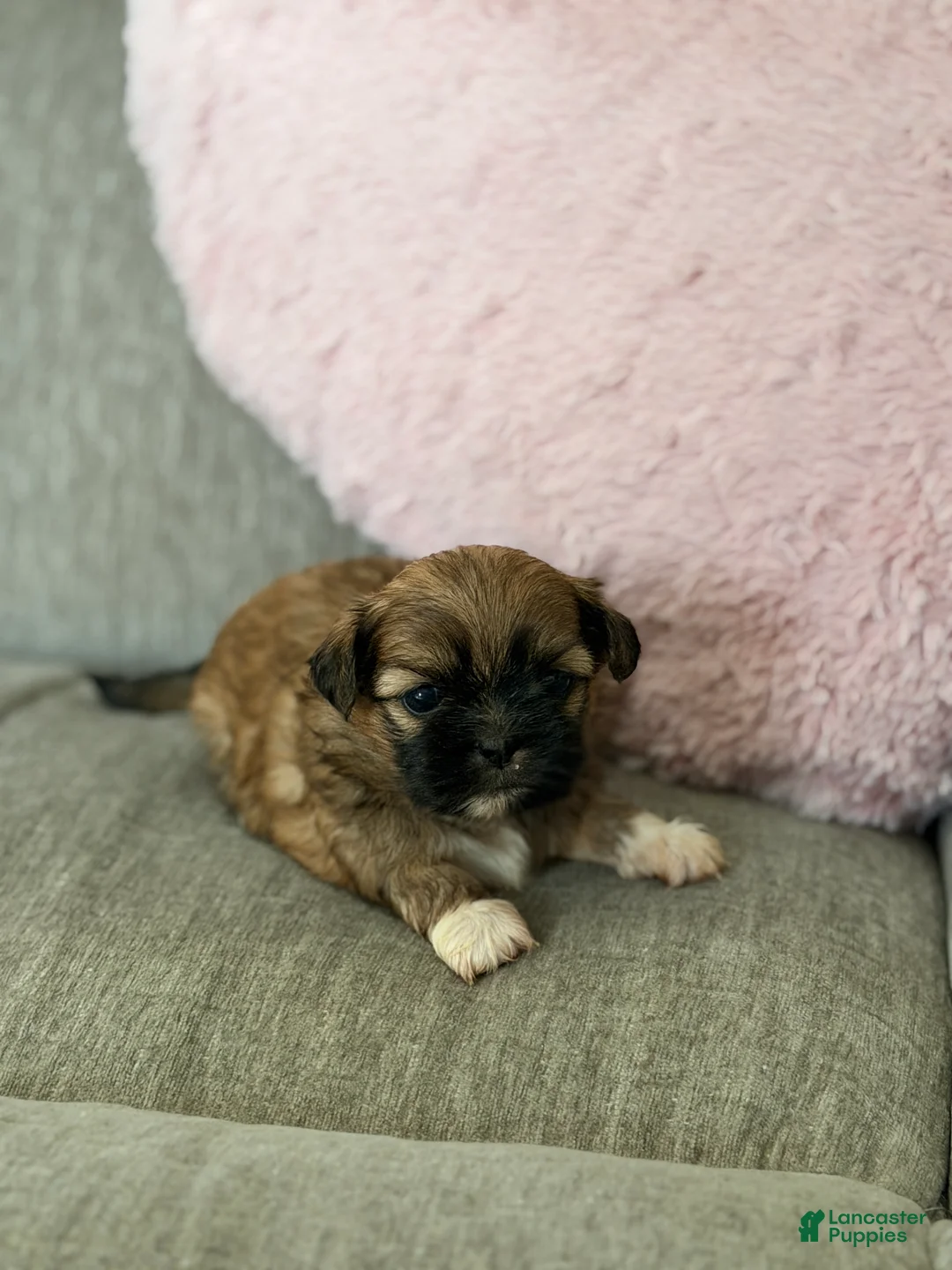 Shih Tzu dogs for sale: Nala - Ad 2