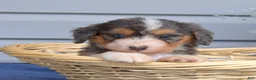 Mini Bernedoodle dogs for sale: Barkley - Ad 5