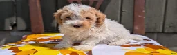 Miniature Poodle dogs for sale: Romeo - Ad 8