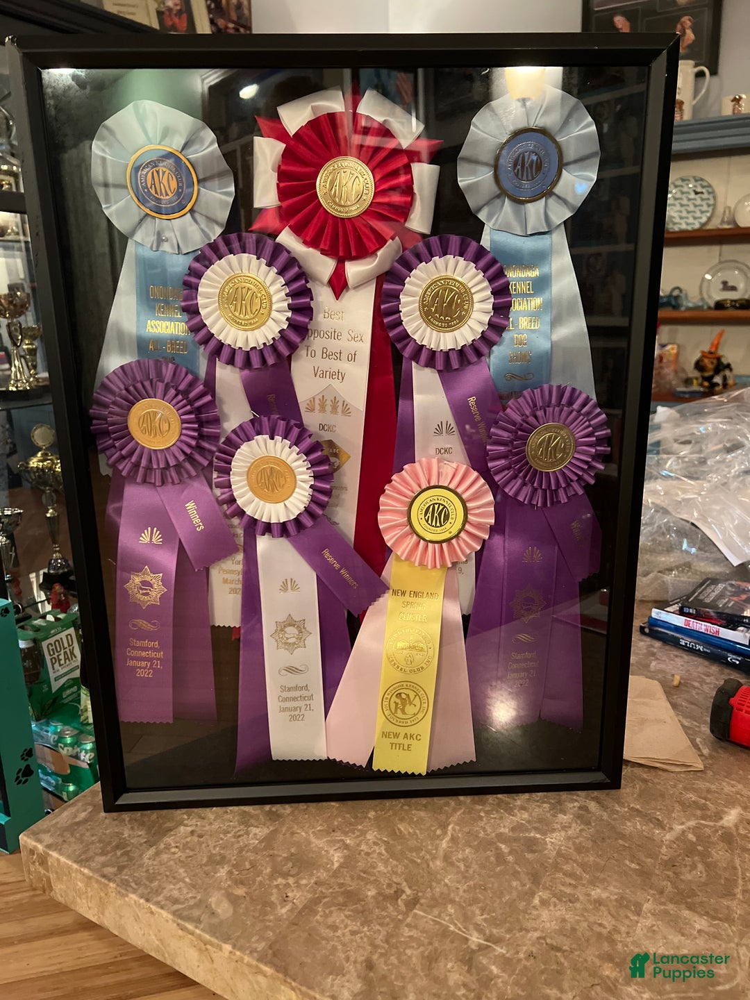 Miniature Dachshund dogs for sale: Full AKC Russian boy - Ad 13