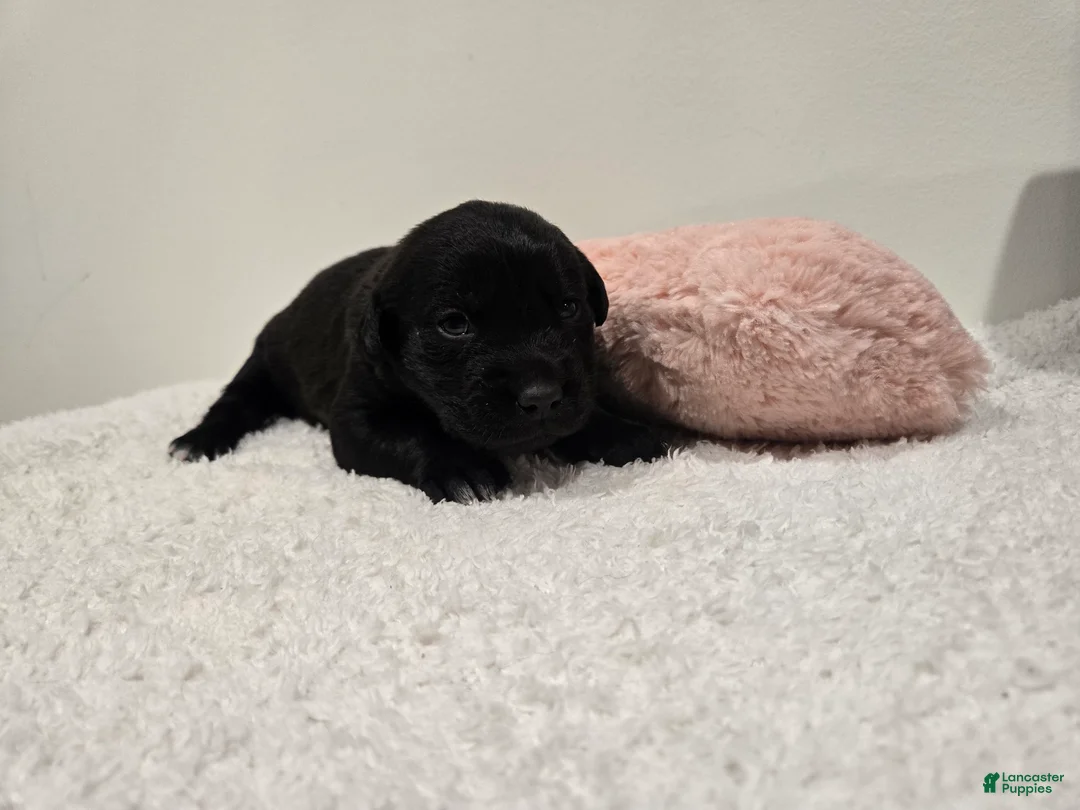 Mixed Breed dogs for sale: Truffle - Ad 2