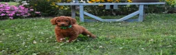 Standard Poodle dogs for sale: Bridget moyen - Ad 3