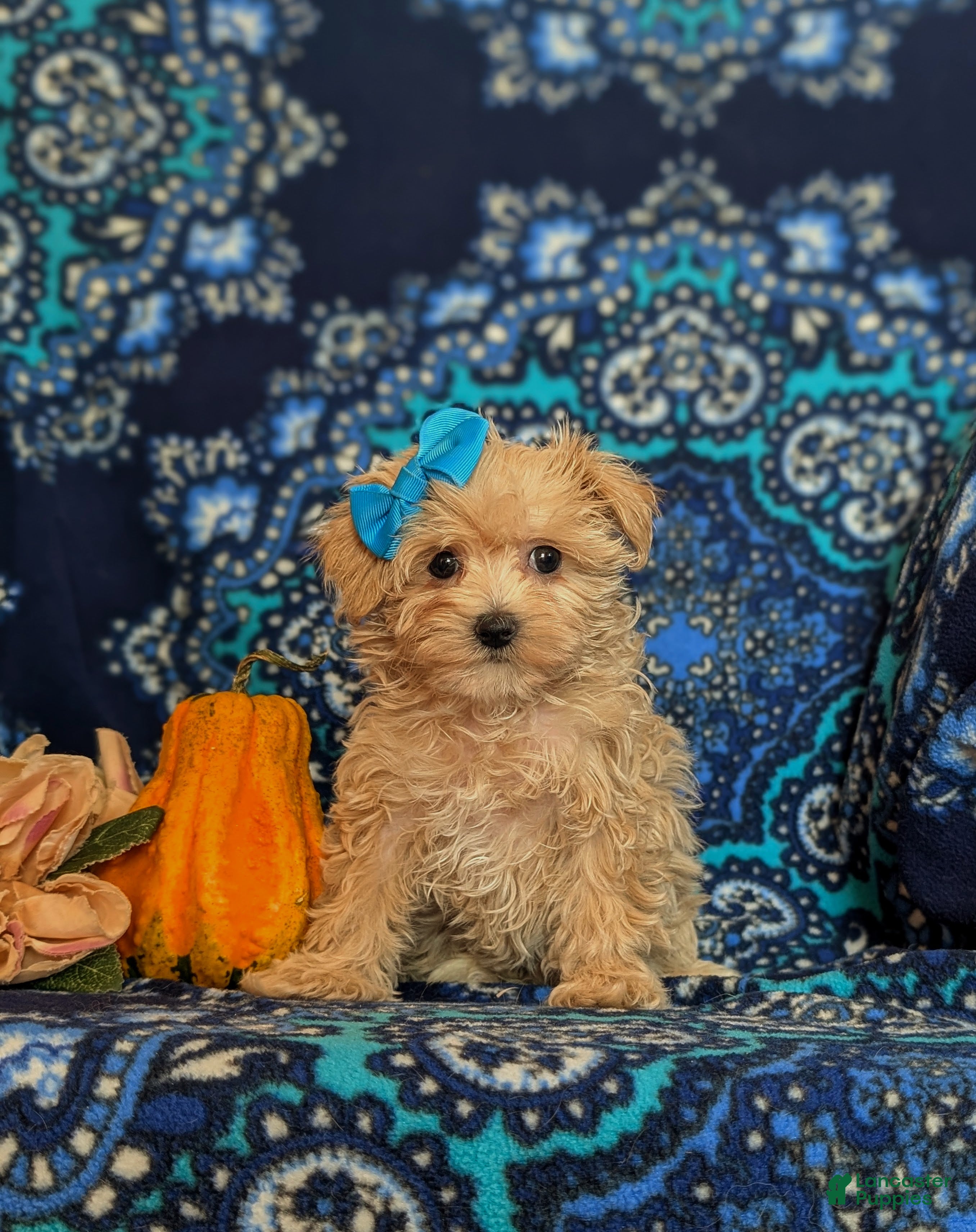 Maltipoo dogs for sale: Jolene 6 lbs Full Grown - Ad 1