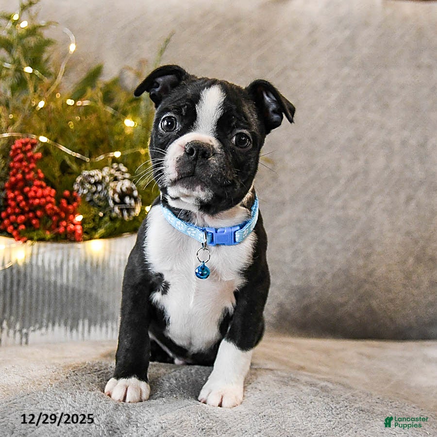 Boston Terrier dogs Challenger - Ad 6