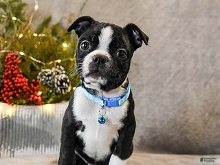 Boston Terrier dogs Challenger - Ad 18