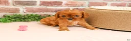 Cavalier King Charles Spaniel dogs for sale: Dreamer - Ad 6
