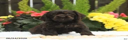 English Cocker Spaniel dogs for sale: Summer - Ad 5