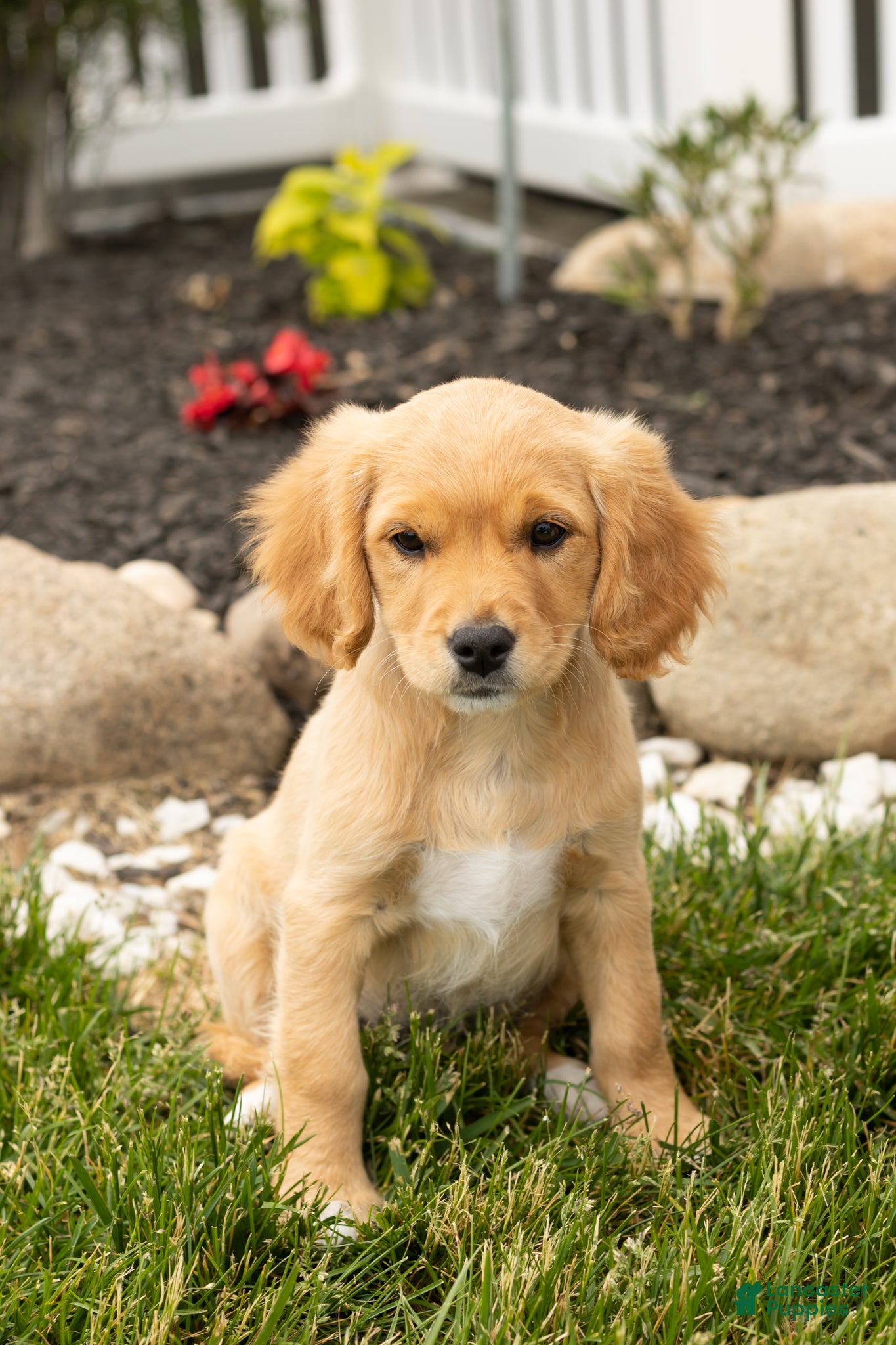 Mixed Breed dogs Benji  - Ad 36
