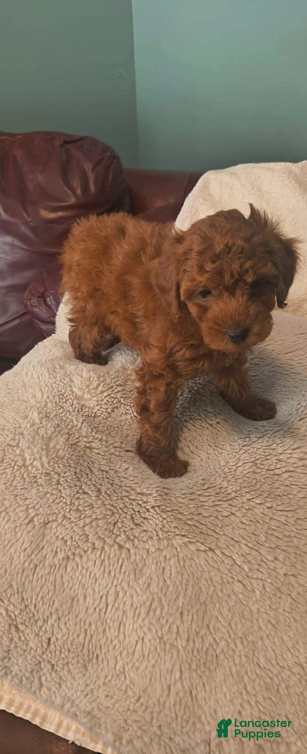Toy Poodle dogs for sale: Male Puppy 1 - Ad 2