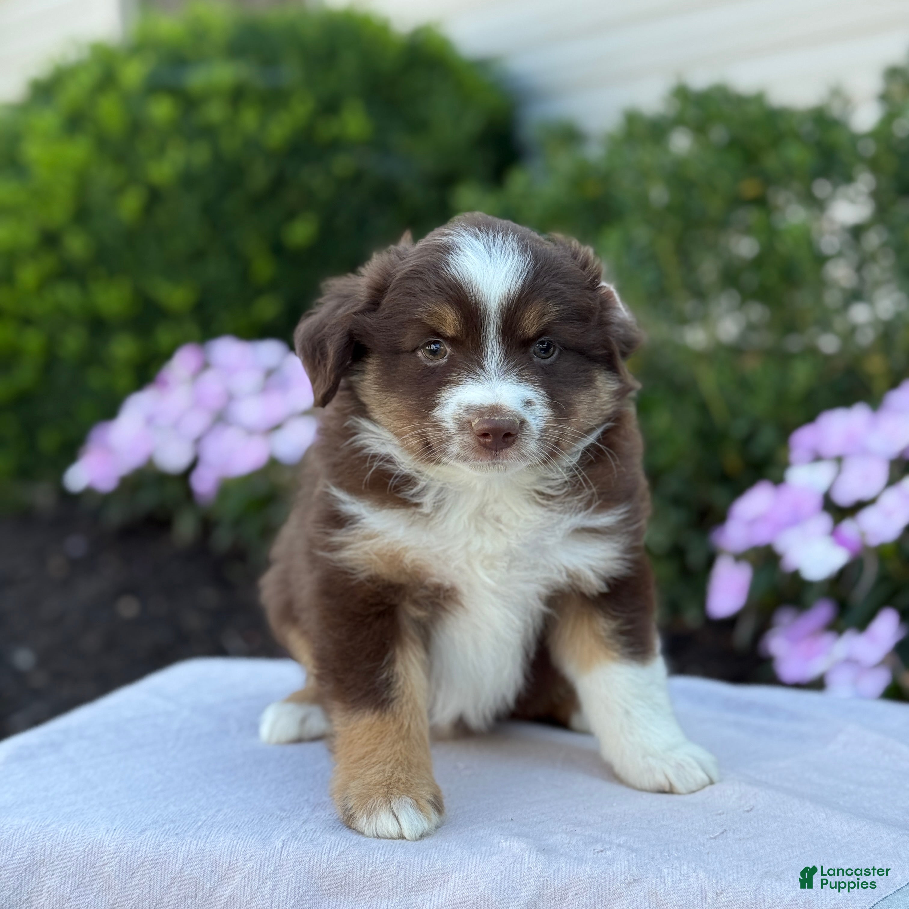 Miniature Australian Shepherd dogs Asher - Ad 1