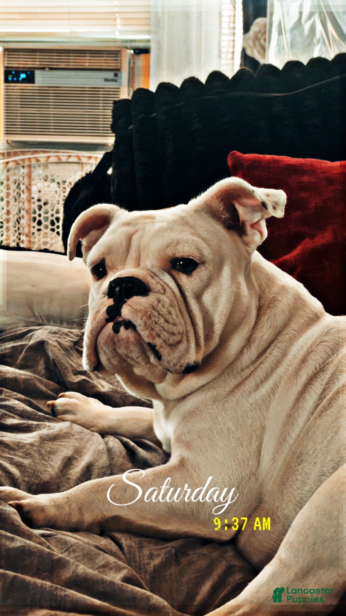 American Bully dogs American Bully Puppy 3 - Ad 2