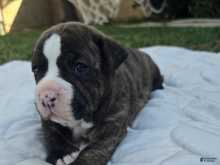 American Bully dogs Lala - Ad 3