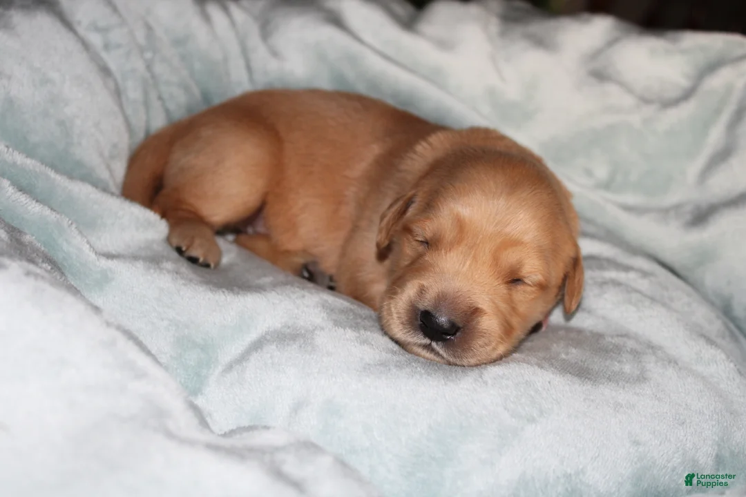 Golden Retriever dogs for sale: Golden Retriever Puppy 3 - Ad 1