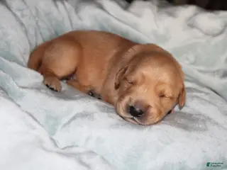 Golden Retriever dogs for sale: Golden Retriever Puppy 3 - Ad 3