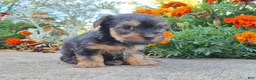 Yorkshire Terrier dogs for sale: Molly - Ad 19