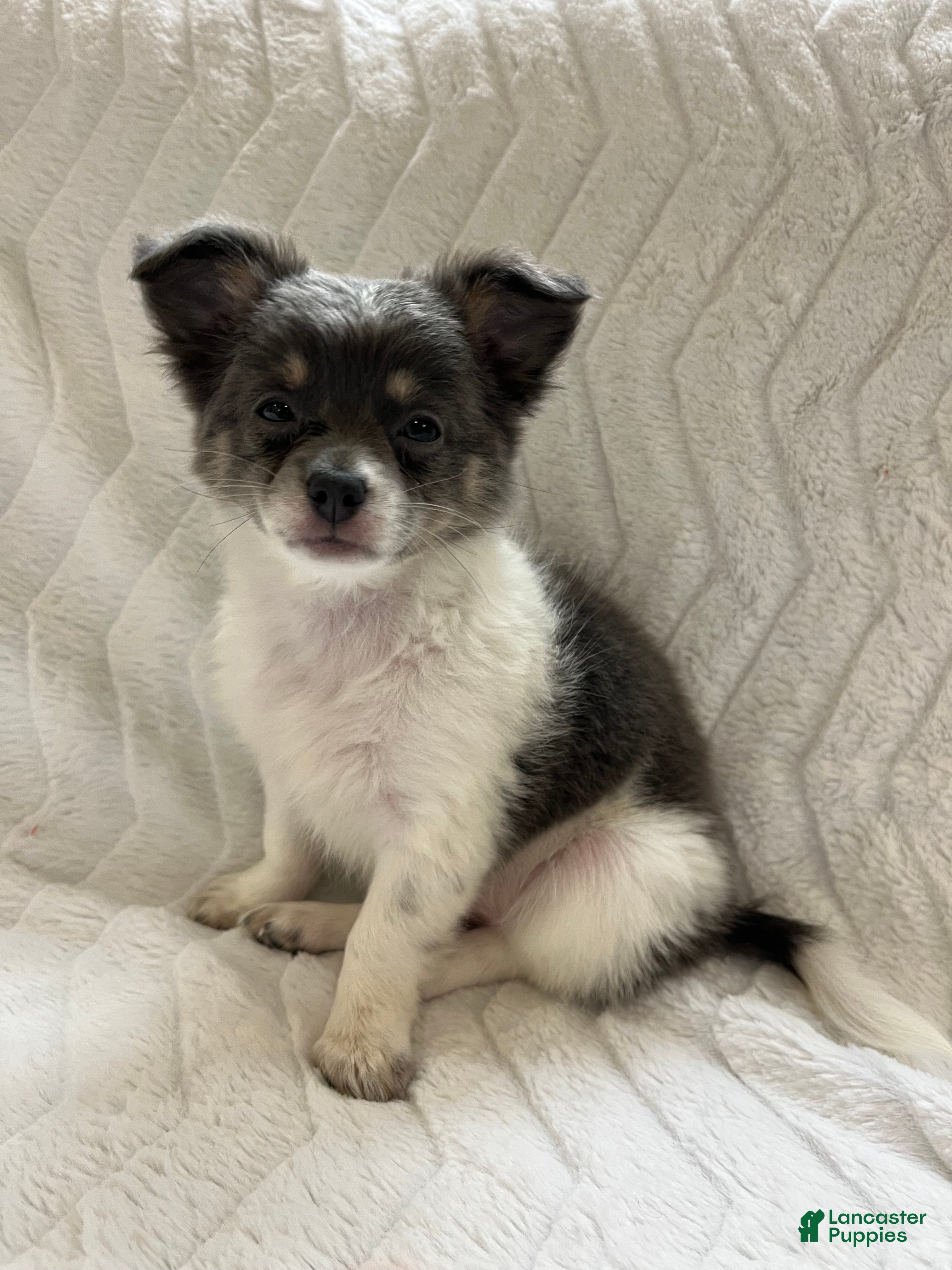 Chihuahua dogs Navaeh - Ad 2