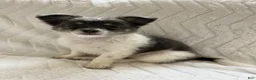 Chihuahua dogs for sale: Navaeh - Ad 2
