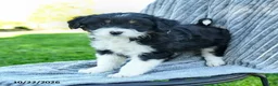 Miniature Australian Shepherd dogs for sale: Macy - Ad 2