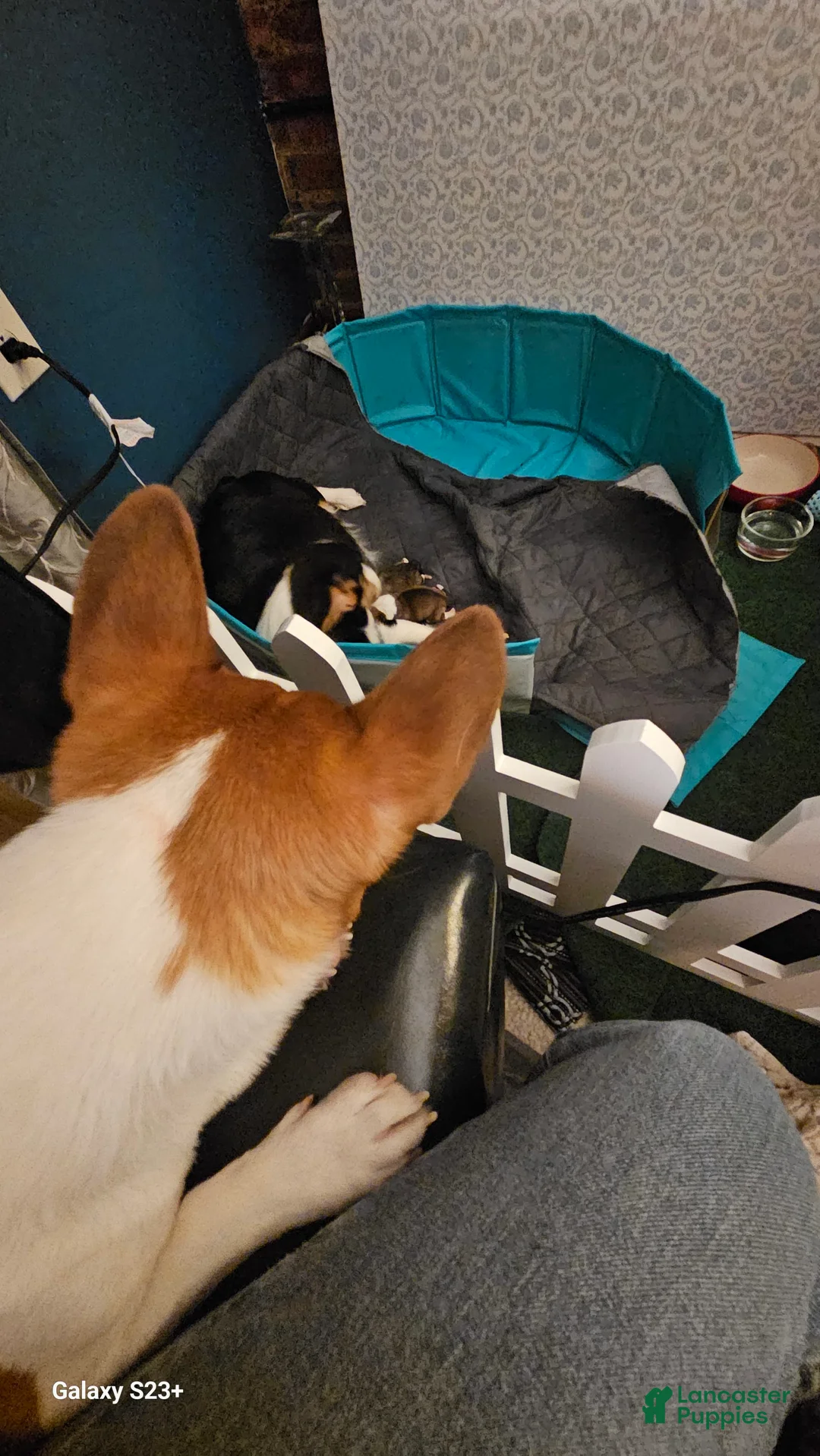 Welsh Corgi Pembroke dogs for sale: Cleopatra - Ad 9