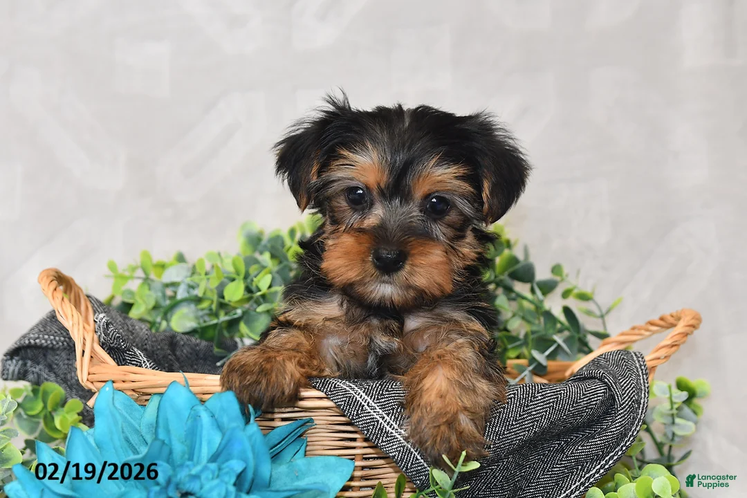 Yorkshire Terrier dogs for sale: Bailey - Ad 4
