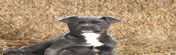 Cane Corso dogs for sale: Autumn - Ad 3
