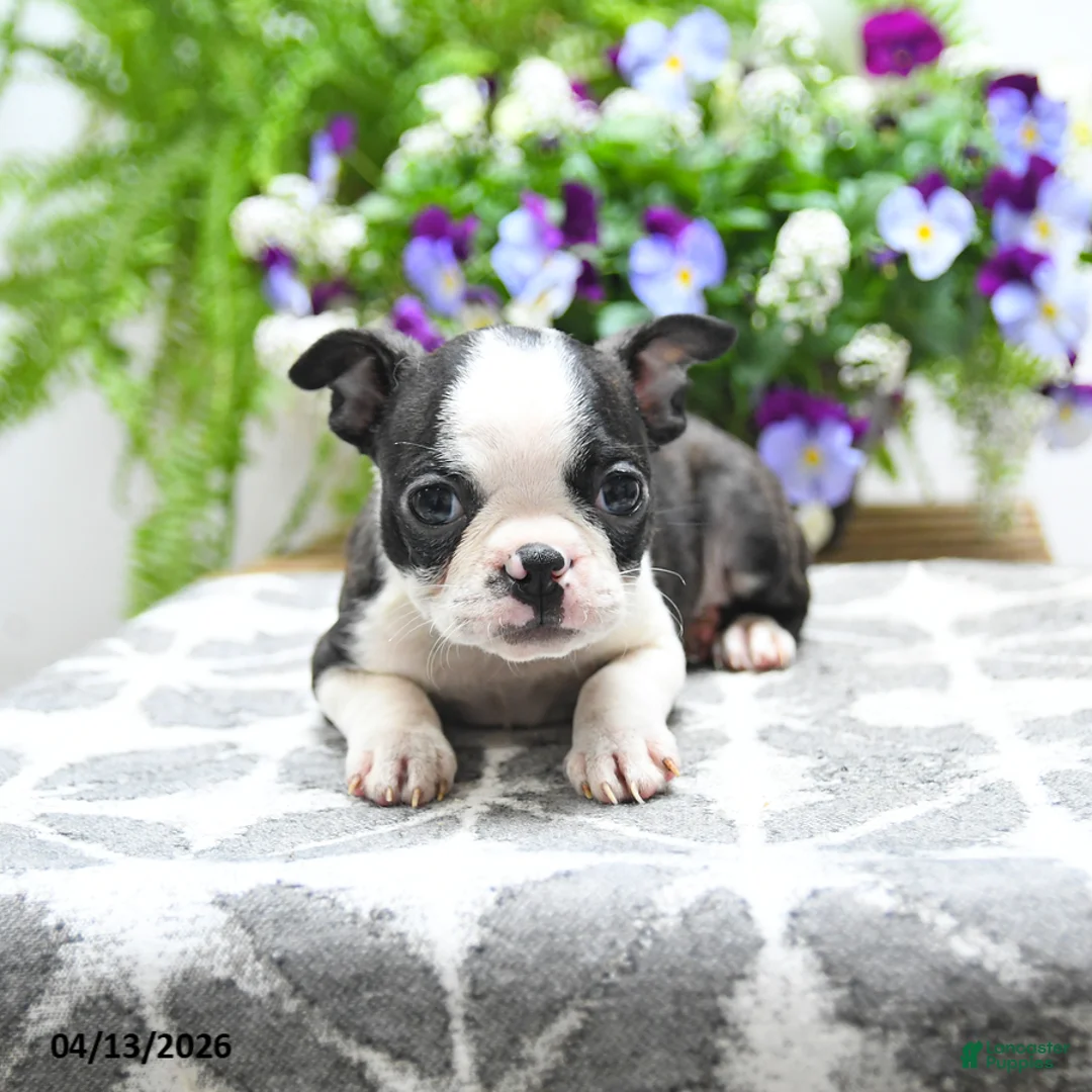 Boston Terrier dogs for sale: Kane - Ad 2