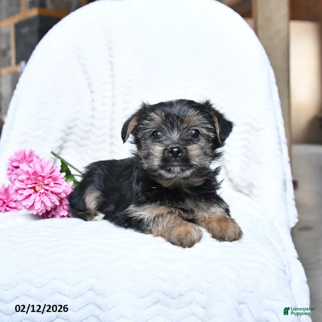Yorkshire Terrier dogs for sale: Mickey - Ad 2