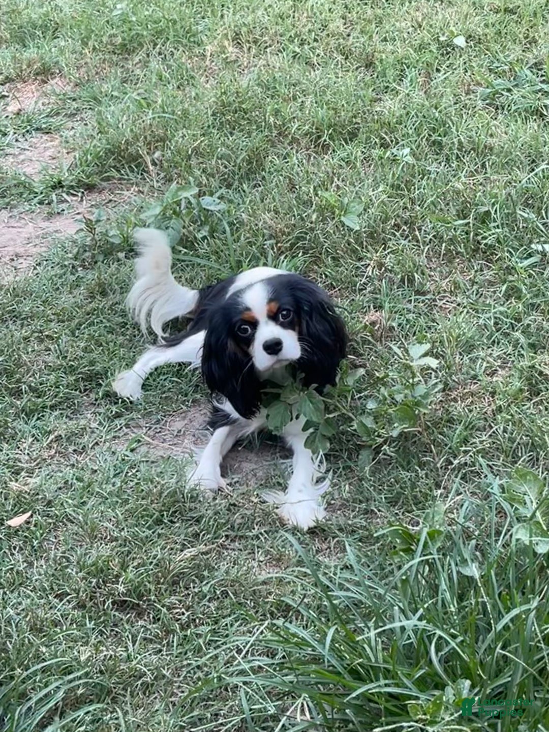 Cavalier King Charles Spaniel dogs for sale: Cavalier King Charles Spaniel Puppy 2 (Rocky) - Ad 11