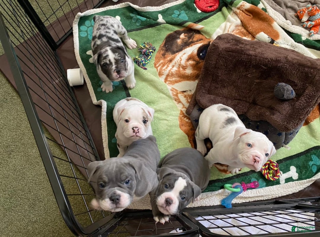 Gallery Image {{count}}