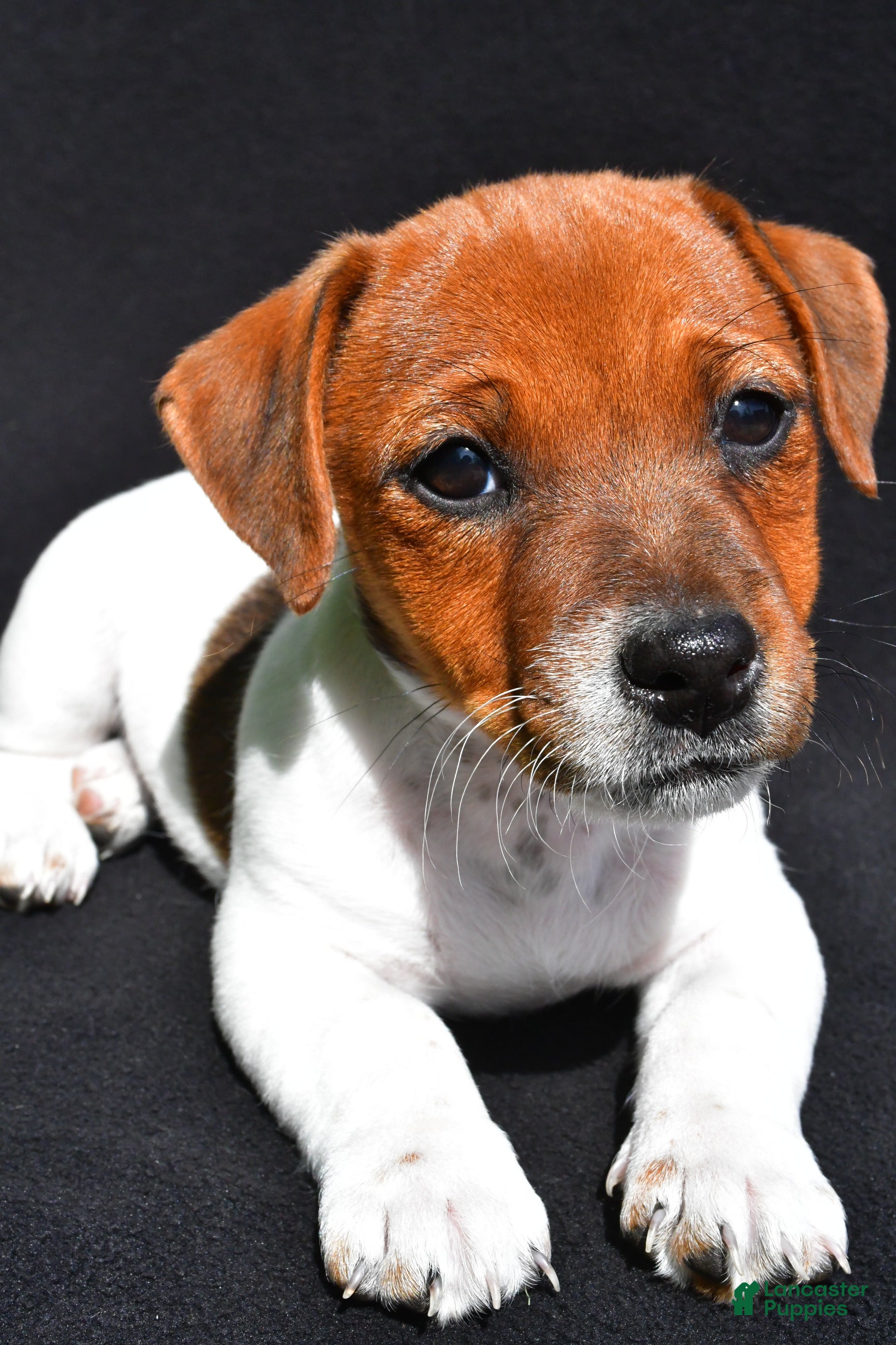 Jack Russell Terrier dogs for sale: Lulu - Ad 1