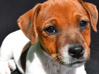 Jack Russell Terrier dogs for sale: Lulu - Ad 1