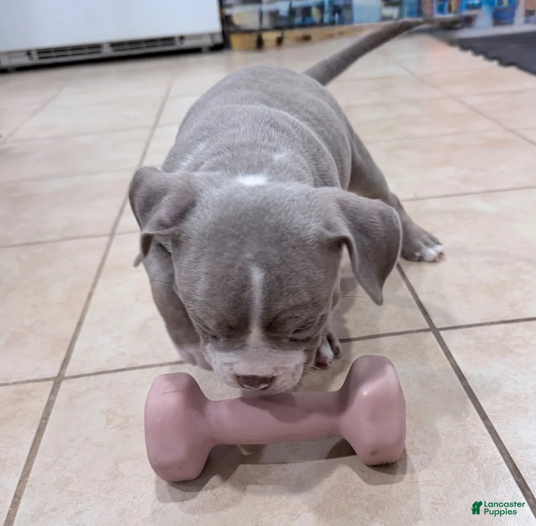 American Bully dogs for sale: American Bully 4 - Ad 2