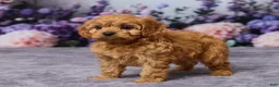 Cavapoo dogs for sale: Caramello - Ad 5