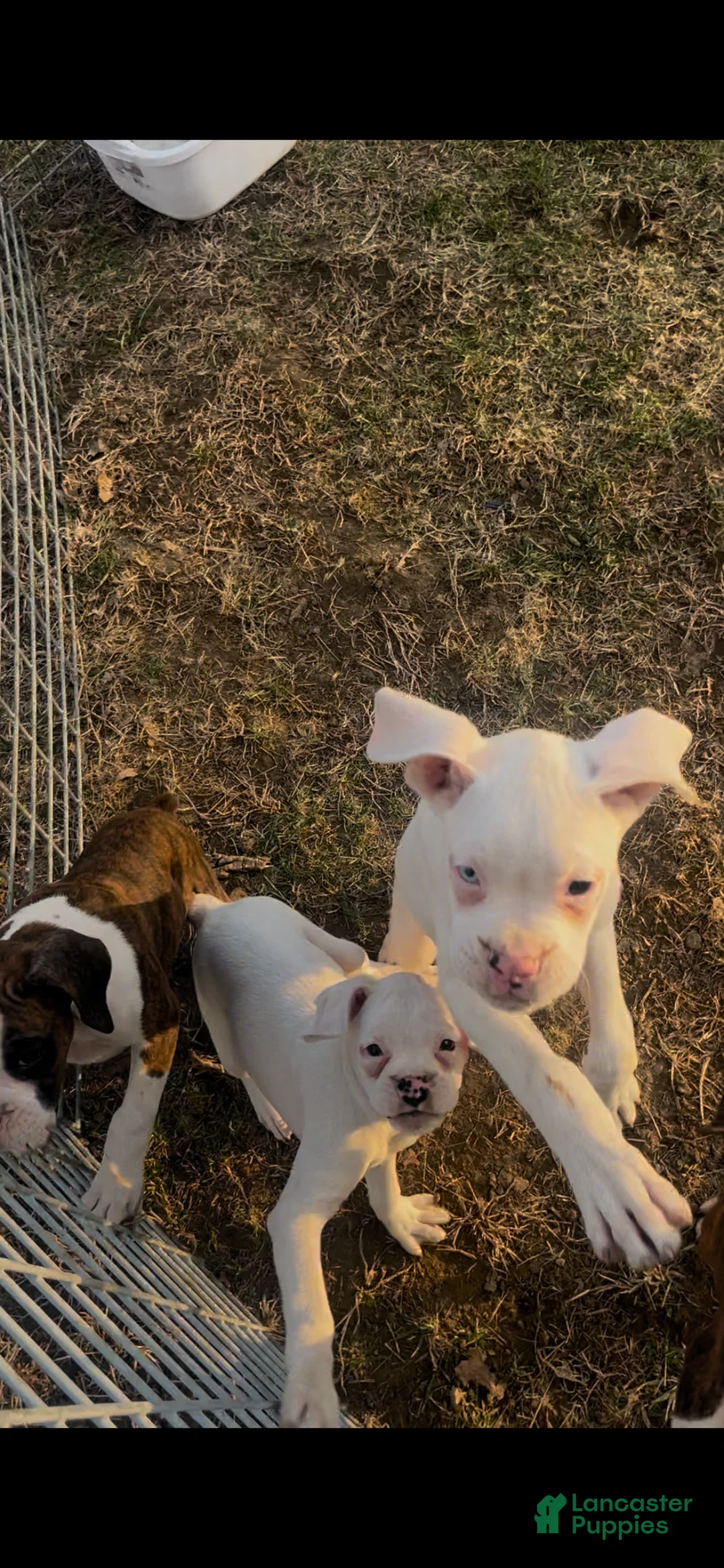 Boxer dogs for sale: Spot - Ad 1