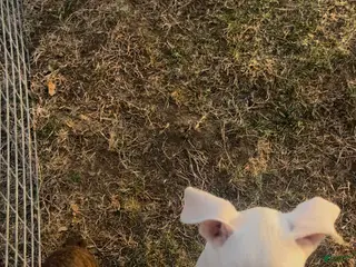 Boxer dogs Spot - Ad 6