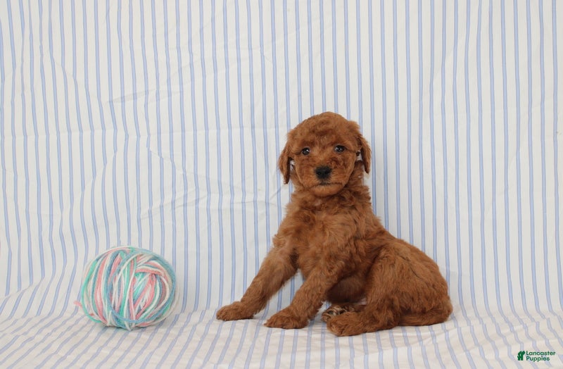 Mini Goldendoodle dogs Marvin - Ad 2