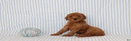Mini Goldendoodle dogs for sale: Marvin - Ad 2