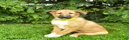 Mixed Breed dogs for sale: Emma - Ad 4