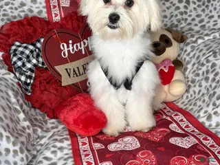 Maltese dogs Lemon - Ad 4