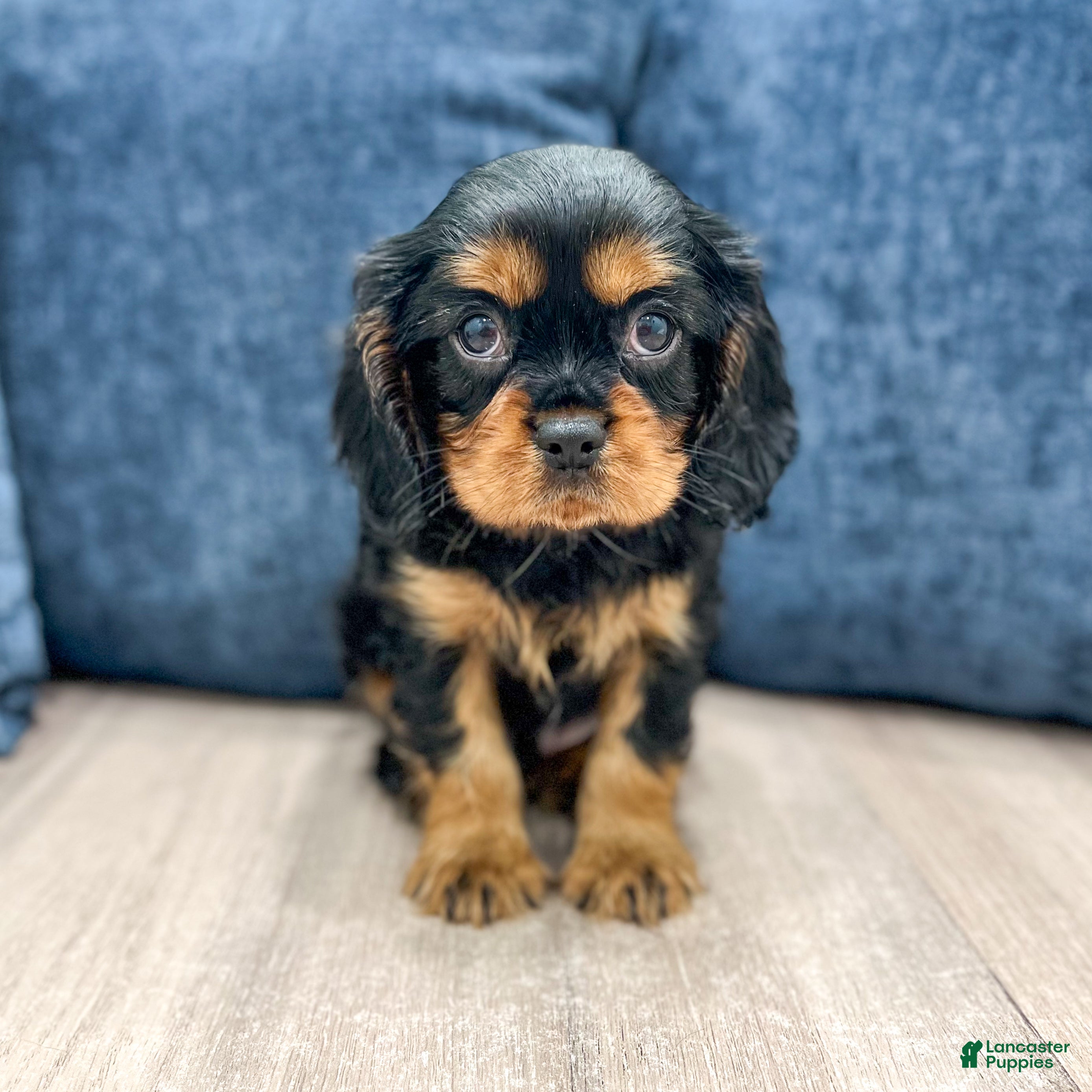 Cavalier King Charles Spaniel dogs for sale: Cody - Ad 1