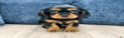 Cavalier King Charles Spaniel dogs for sale: Cody - Ad 1