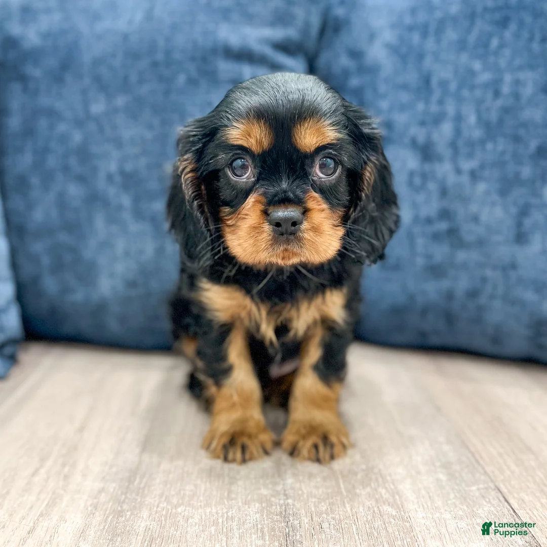 Cavalier King Charles Spaniel dogs for sale: Cody - Ad 1