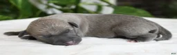 Italian Greyhound dogs for sale: Bennett - Ad 1