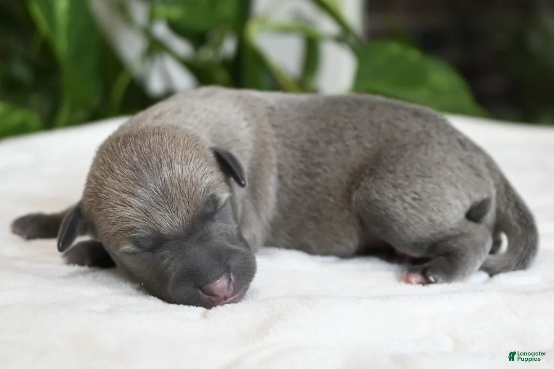 Italian Greyhound dogs for sale: Bennett - Ad 1