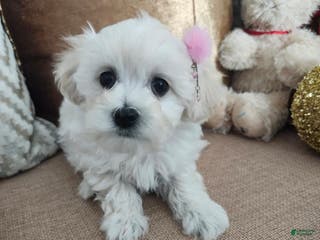Maltipoo dogs Maltipoo Puppy 4 - Ad 1